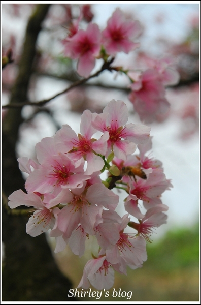 三芝三生步道：三芝.三生步道櫻花真美麗