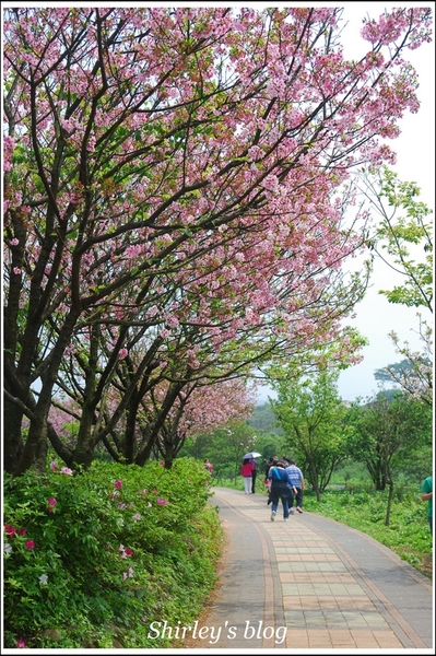 三芝三生步道：三芝.三生步道櫻花真美麗