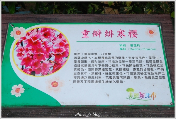 三芝三生步道：三芝.三生步道櫻花真美麗