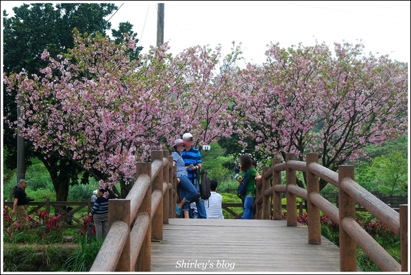 三芝三生步道：三芝.三生步道櫻花真美麗