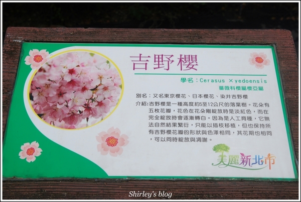 三芝三生步道：三芝.三生步道櫻花真美麗