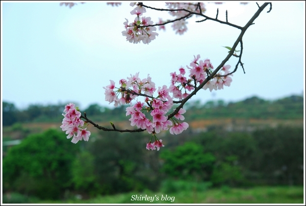 三芝三生步道：三芝.三生步道櫻花真美麗