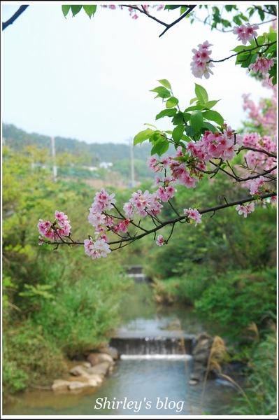 三芝三生步道：三芝.三生步道櫻花真美麗