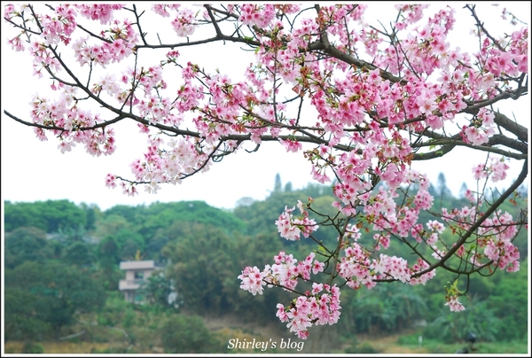 三芝三生步道：三芝.三生步道櫻花真美麗