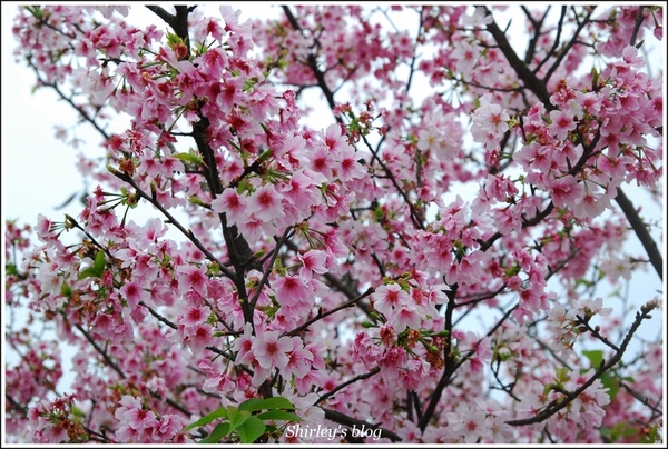 三芝三生步道：三芝.三生步道櫻花真美麗