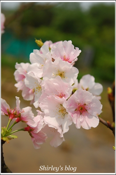 三芝三生步道：三芝.三生步道櫻花真美麗