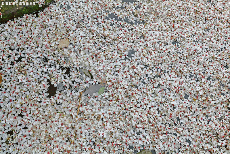 2015.05.02~三芝三生步道賞油桐花遊