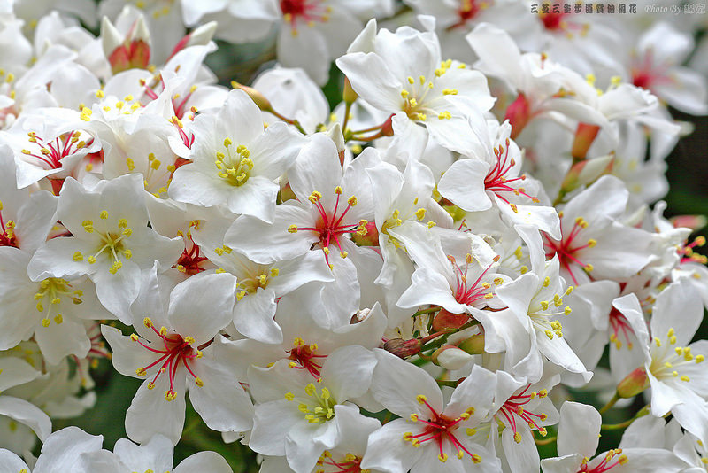 2015.05.02~三芝三生步道賞油桐花遊