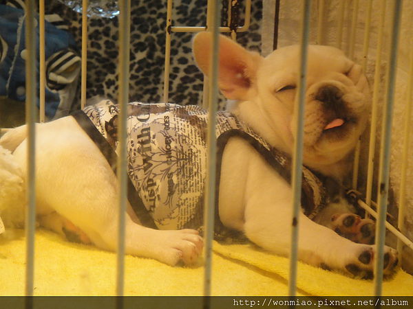 嬉哆司廚房 Shedoes Kitchen：【台北中山】 ★★ 嬉哆司廚房 Shedoes Kitchen ★★