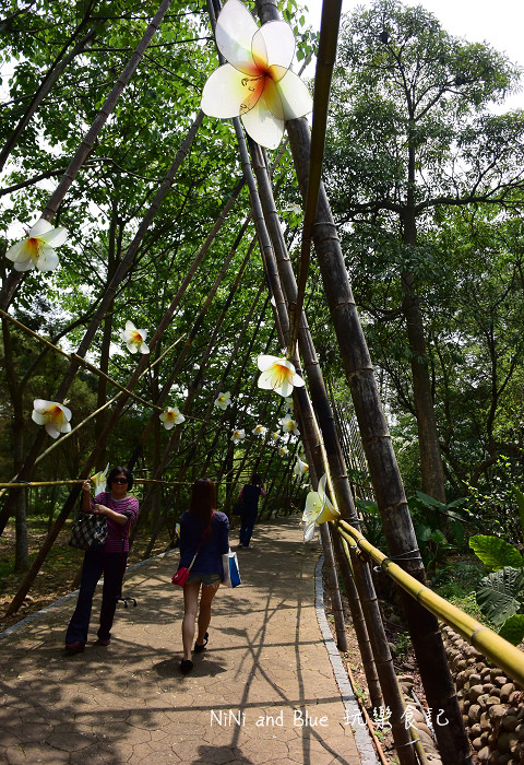 古坑荷苞山油桐花12