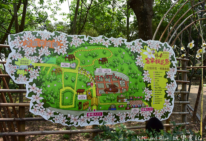 古坑荷苞山油桐花08