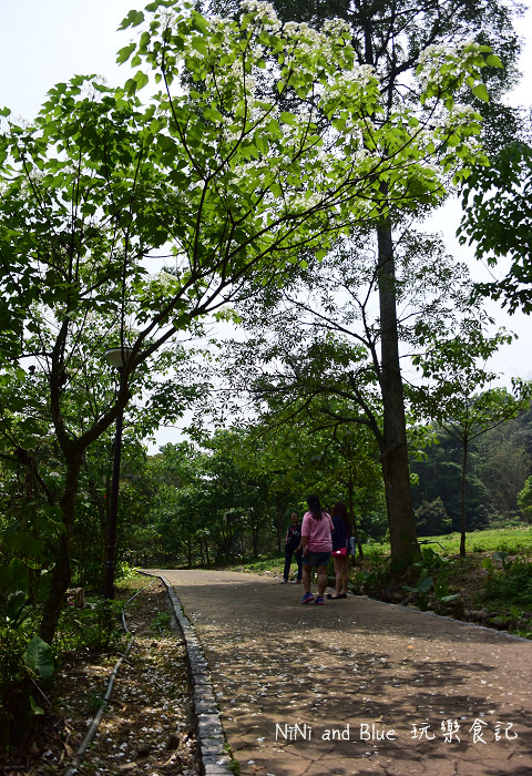 古坑荷苞山油桐花15