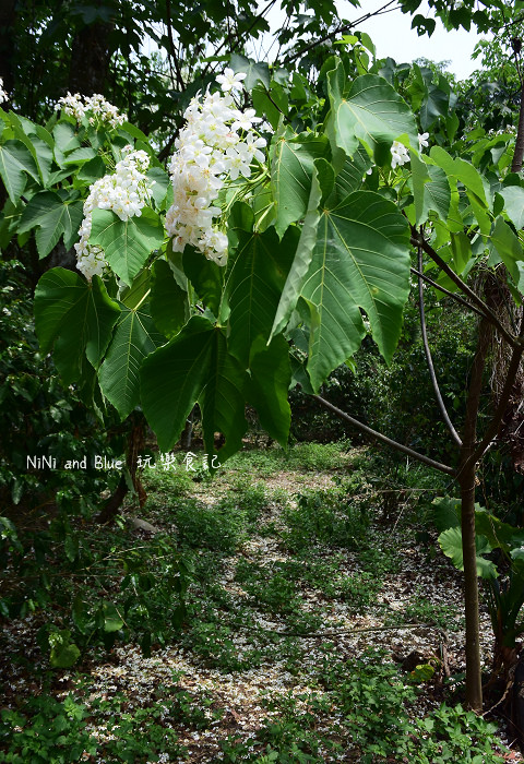 古坑荷苞山油桐花18