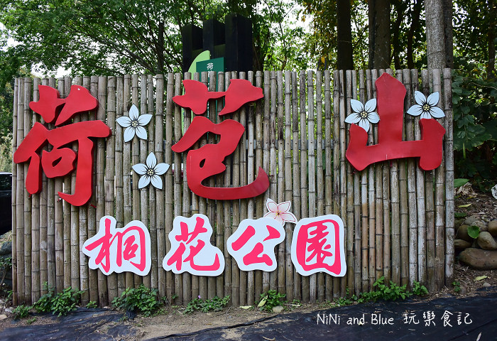 古坑荷苞山油桐花26