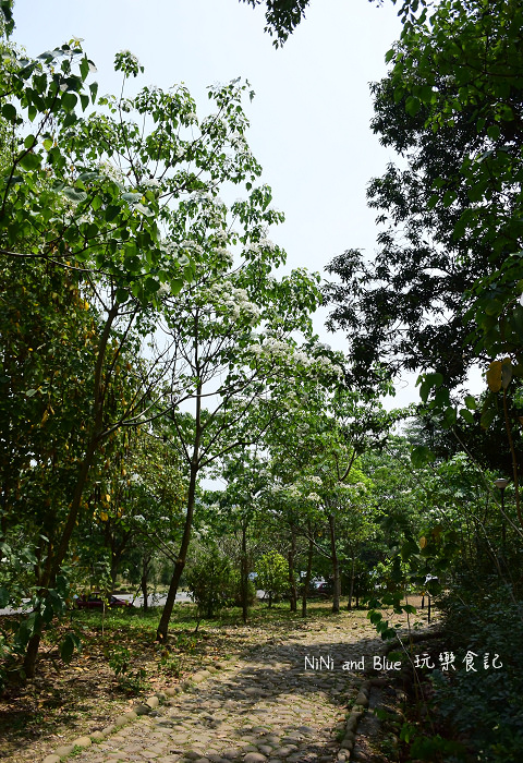 古坑荷苞山油桐花09