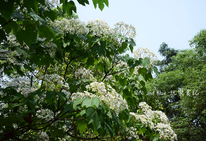 古坑荷苞山油桐花14