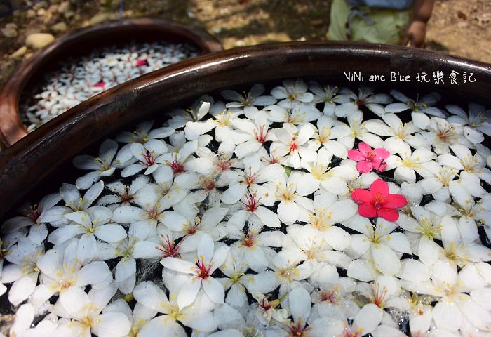 古坑荷苞山油桐花07