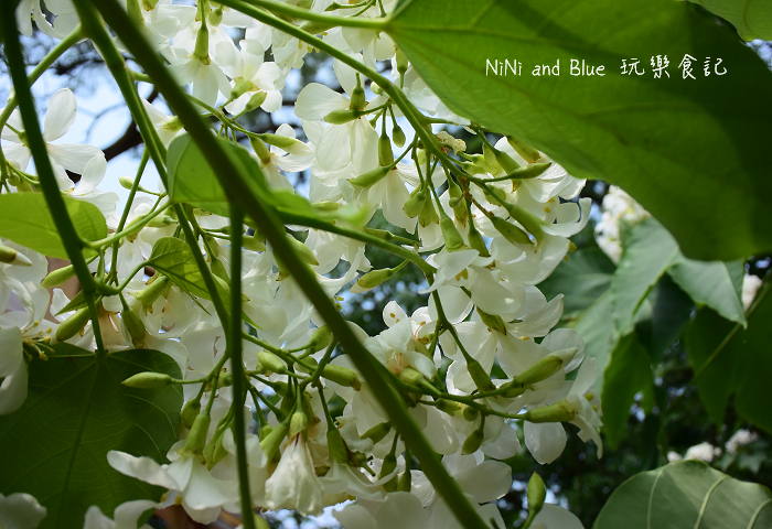 古坑荷苞山油桐花21