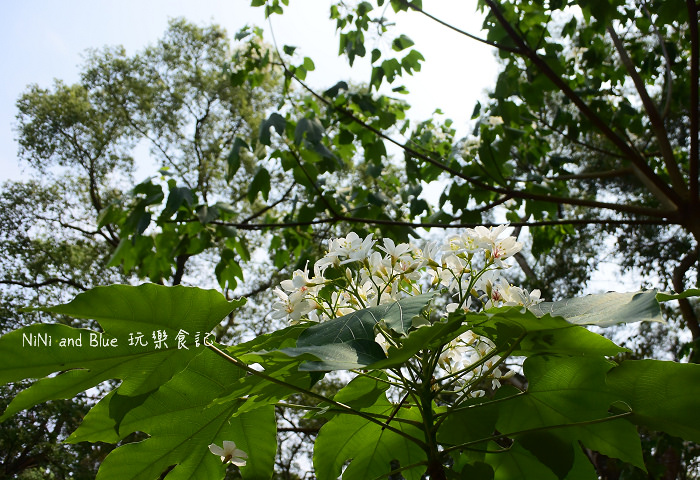 古坑荷苞山油桐花25