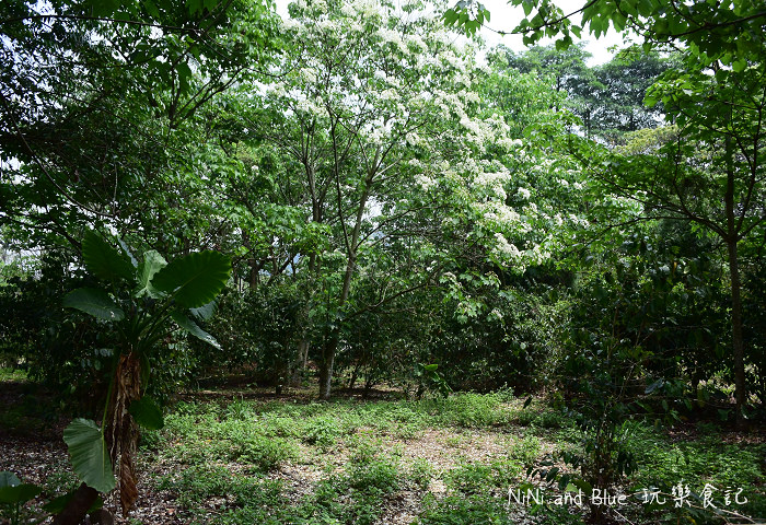 古坑荷苞山油桐花22