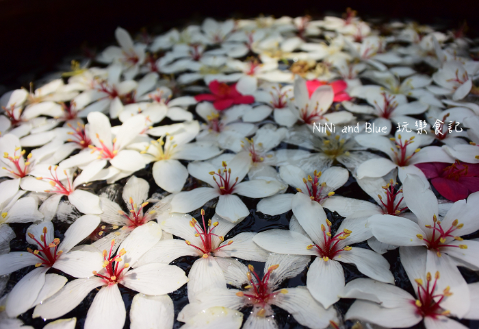 古坑荷苞山油桐花06