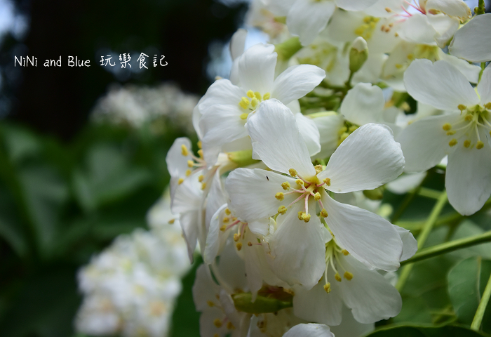 古坑荷苞山油桐花20