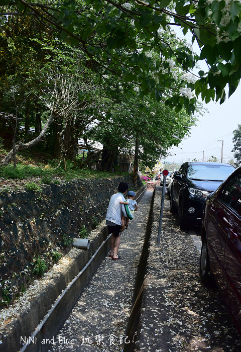 古坑荷苞山油桐花03