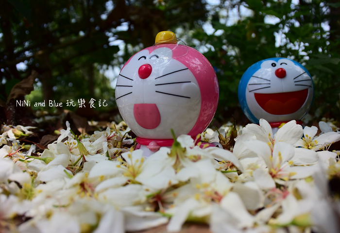 古坑荷苞山油桐花24