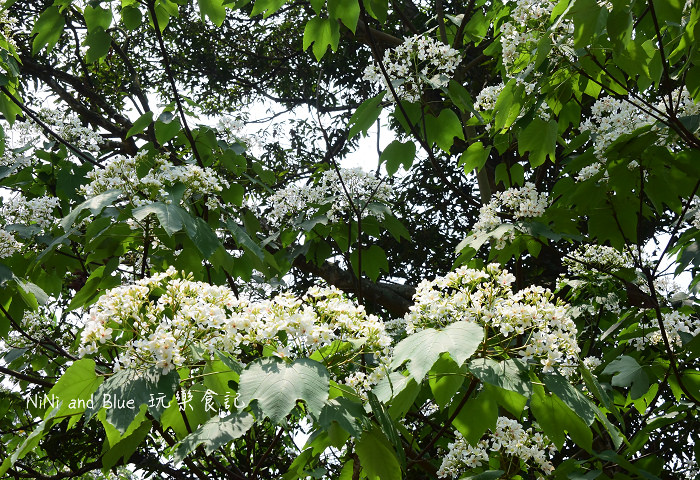 古坑荷苞山油桐花13