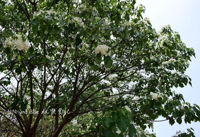 古坑荷苞山油桐花02