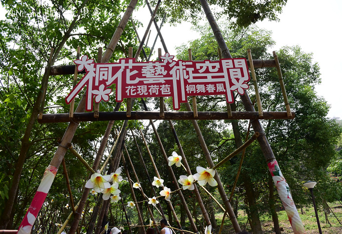 古坑荷苞山油桐花11