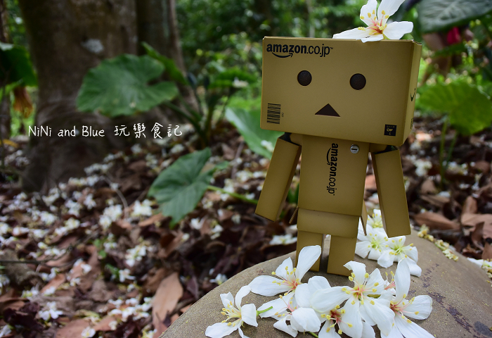 古坑荷苞山油桐花23