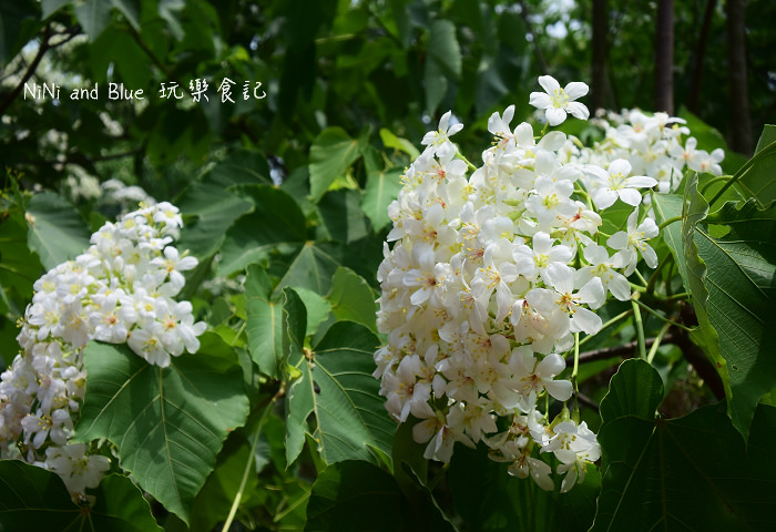 古坑荷苞山油桐花17