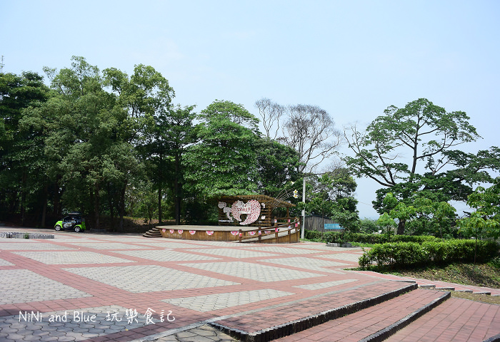 古坑荷苞山油桐花10