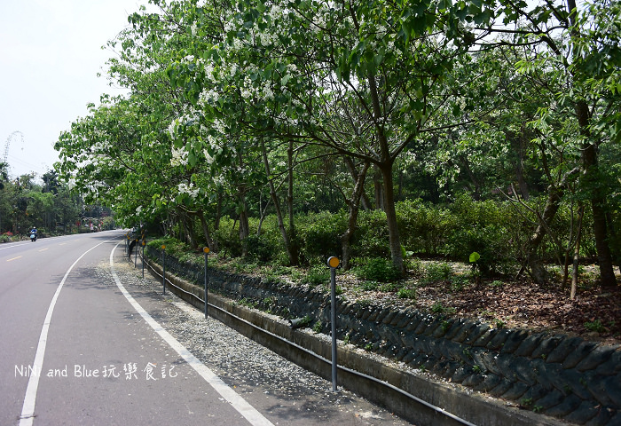 古坑荷苞山油桐花01