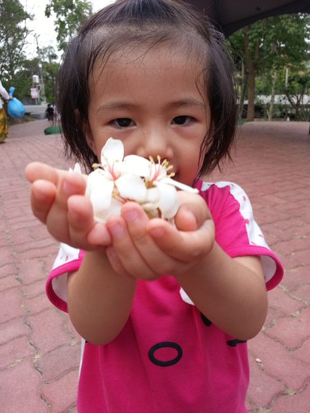 荷苞山桐花公園：[雲林][景點]古坑荷苞山桐花公園~雪白飄飄五月雪