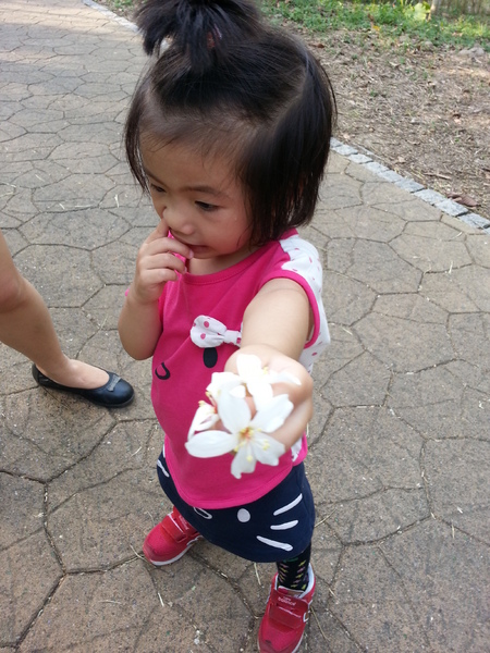 荷苞山桐花公園：[雲林][景點]古坑荷苞山桐花公園~雪白飄飄五月雪