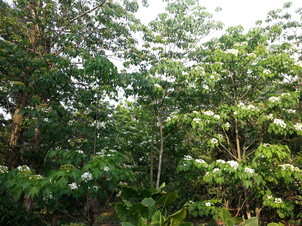 荷苞山桐花公園：[雲林][景點]古坑荷苞山桐花公園~雪白飄飄五月雪