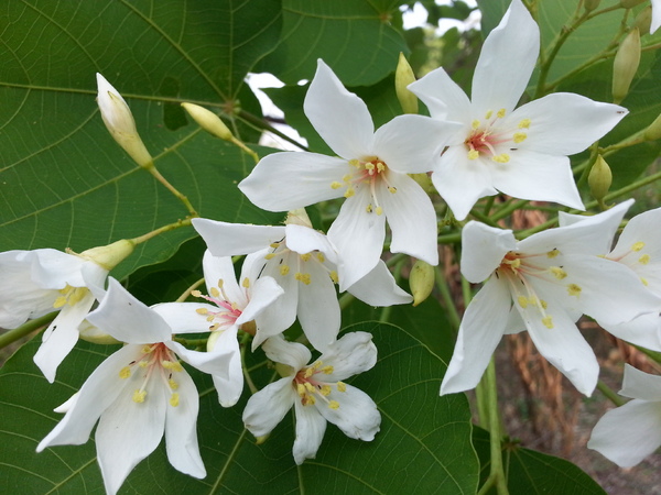 荷苞山桐花公園：[雲林][景點]古坑荷苞山桐花公園~雪白飄飄五月雪