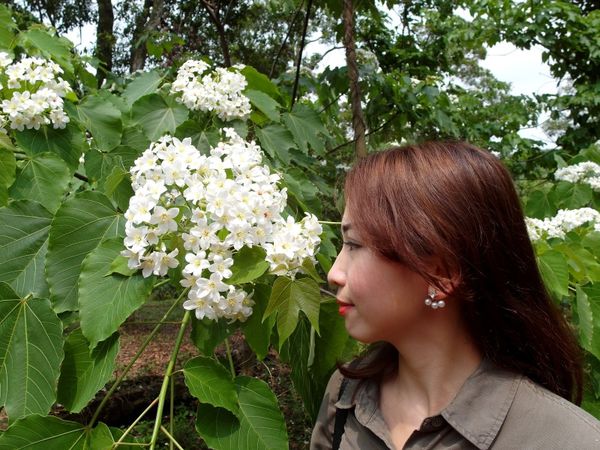 2016客家桐花祭-雲林古坑鄉荷苞桐花公園 (16).JPG