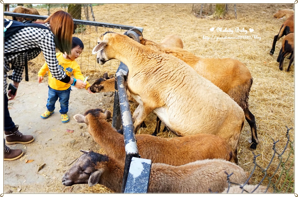 綠盈牧場 (41).JPG
