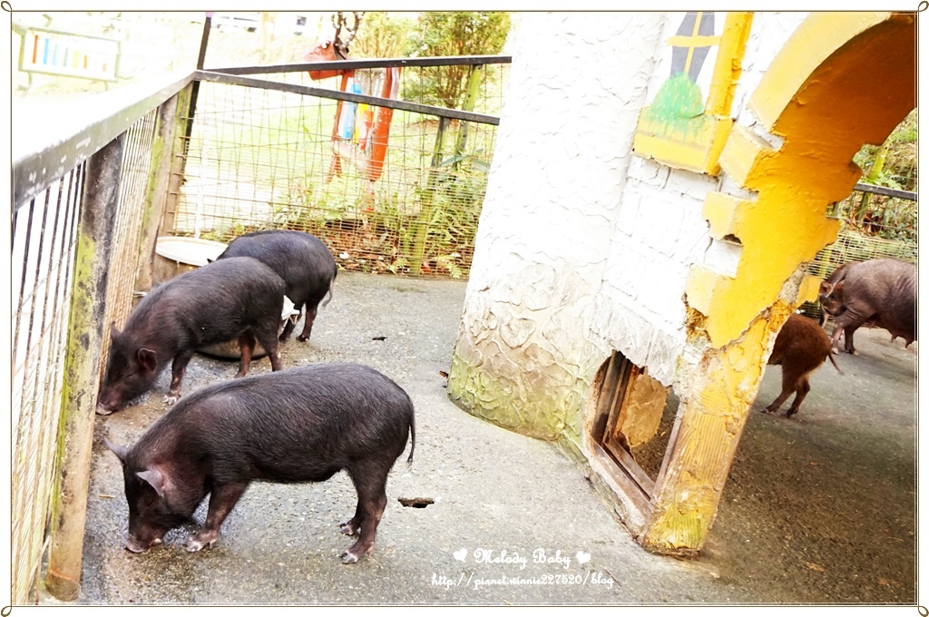 綠盈牧場 (29).JPG