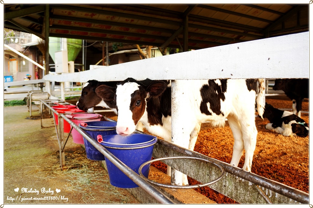 綠盈牧場 (12).JPG