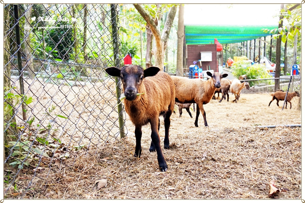 綠盈牧場 (30).JPG