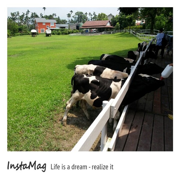 綠盈牧場:賽鵝小遊戲衝衝衝&紅椅子的巨大鳥籠~綠盈牧場