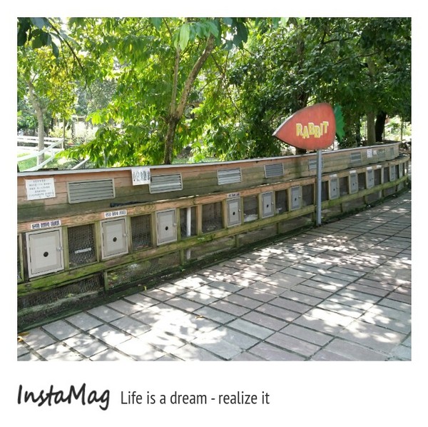 綠盈牧場:賽鵝小遊戲衝衝衝&紅椅子的巨大鳥籠~綠盈牧場