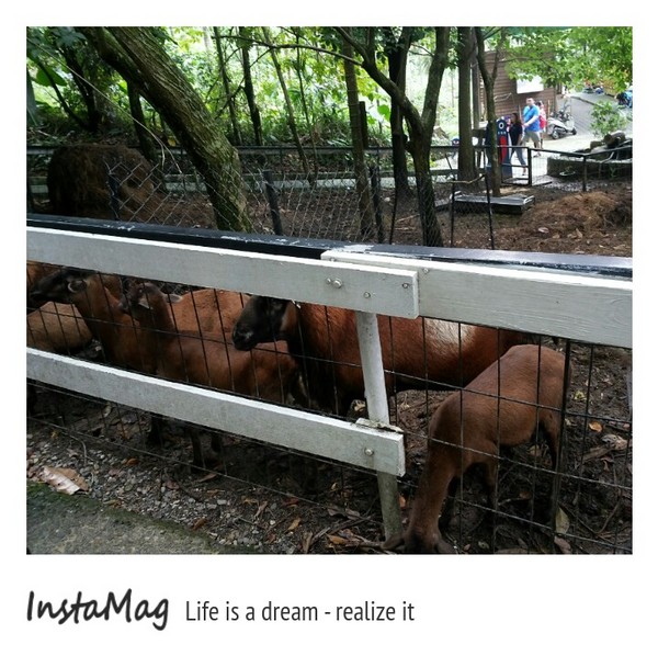 綠盈牧場:賽鵝小遊戲衝衝衝&紅椅子的巨大鳥籠~綠盈牧場