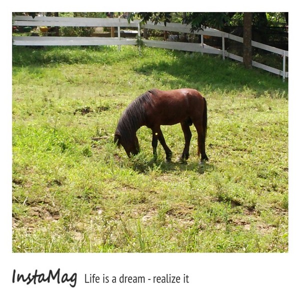 綠盈牧場:賽鵝小遊戲衝衝衝&紅椅子的巨大鳥籠~綠盈牧場