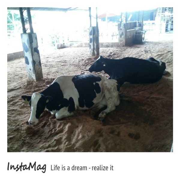 綠盈牧場:賽鵝小遊戲衝衝衝&紅椅子的巨大鳥籠~綠盈牧場