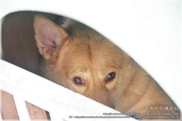 llum 10°cafe 光咖啡10號店:【高雄】前金區。llum 10°cafe' 光.咖啡10號店《溺水豬冰咖啡》